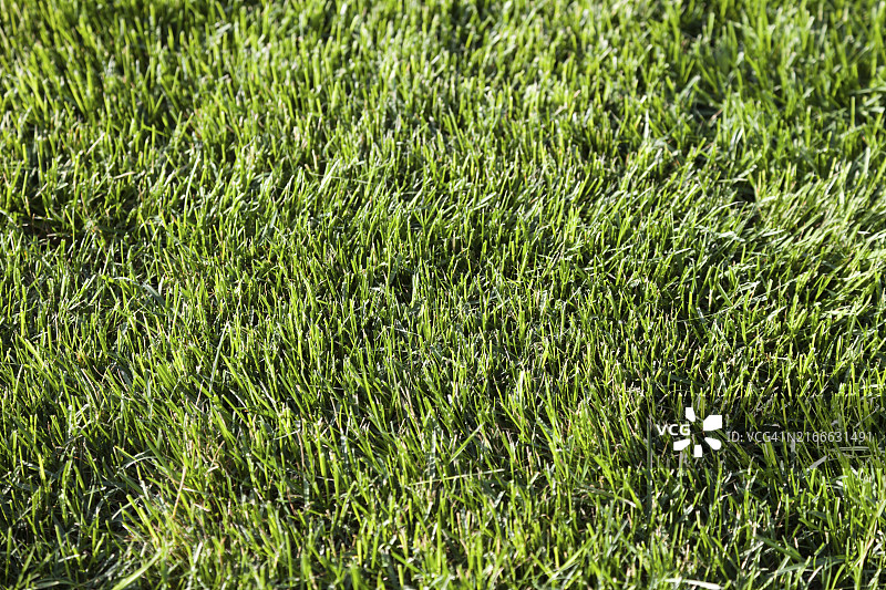 户外生长的绿色自然草地植物背景图片素材
