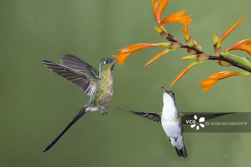 紫尾蜂鸟在花上觅食，等待安第斯翠蜂鸟图片素材