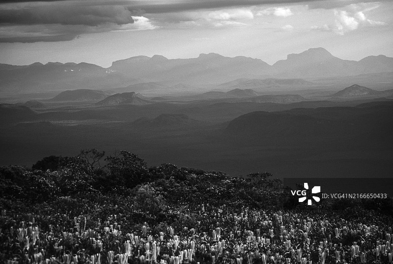 委内瑞拉亚马逊州奥塔纳山顶上的凤梨科植物图片素材