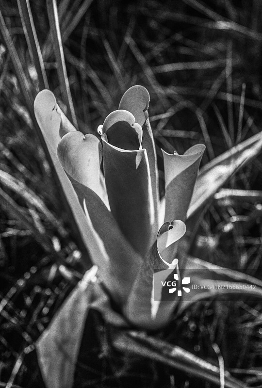委内瑞拉亚马逊州奥塔纳山顶上的凤梨科植物图片素材