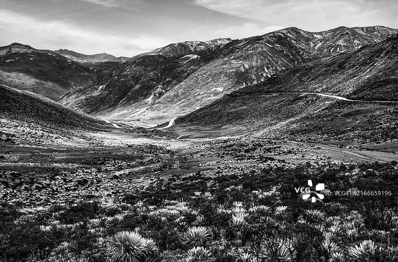 委内瑞拉梅里达州内华达山脉国家公园的弗雷莱琼植物图片素材