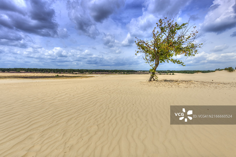 卡茨赫弗尔附近Loonse en drunense沙丘中的单棵橡树图片素材