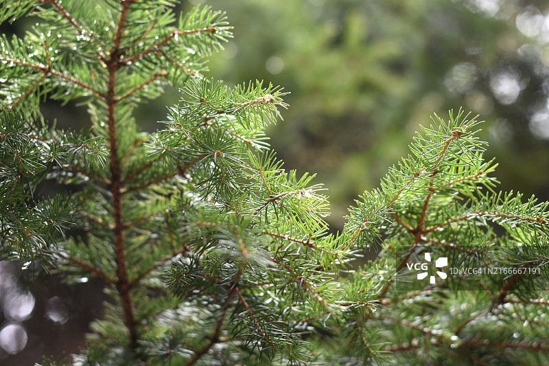 松树特写图片素材