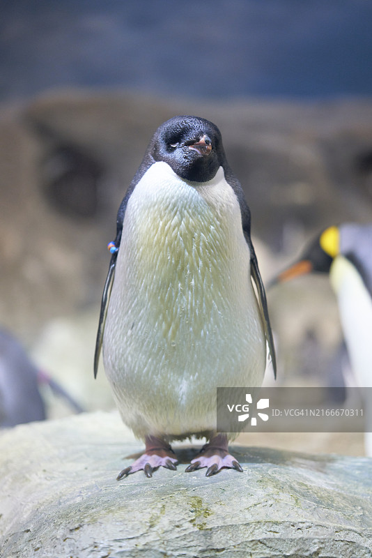马德里动物园：企鹅肖像图片素材
