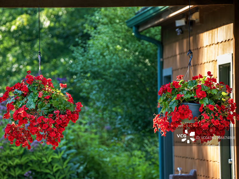 悬挂盆栽中的秋海棠图片素材