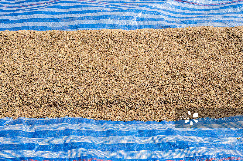 收获后在阳光下晒干的稻田图片素材