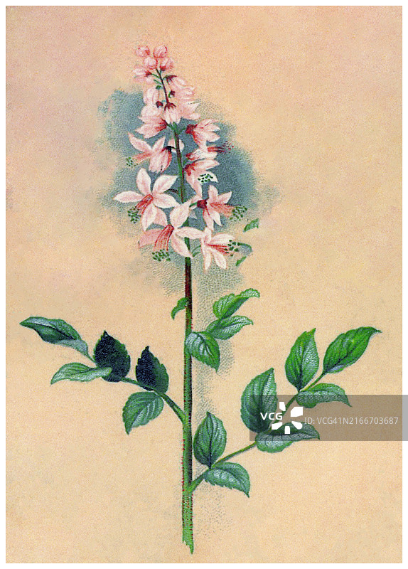 老式彩色石印植物插图：白鲜图片素材