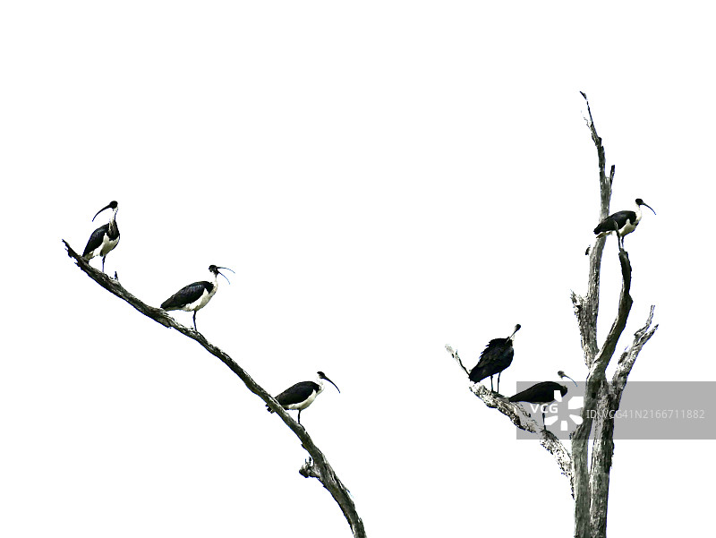 白色澳洲䴉图片素材