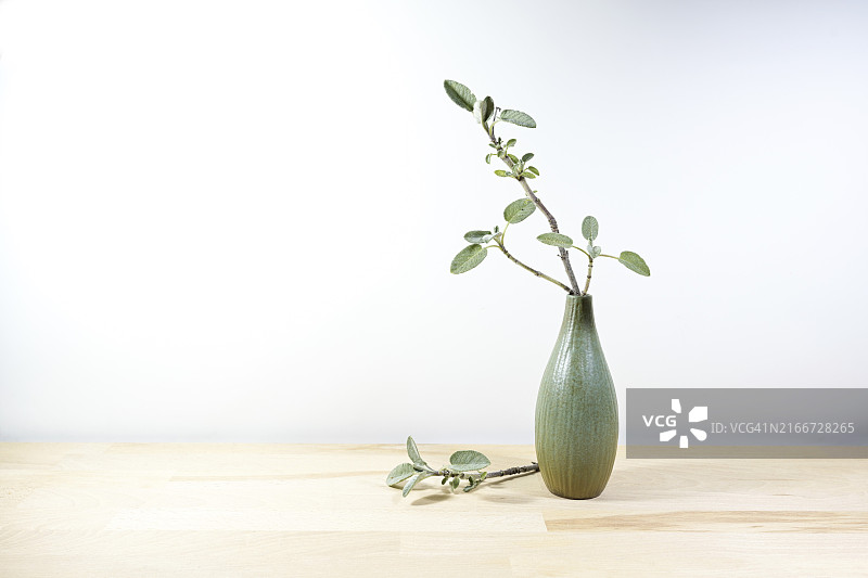 白色墙壁前浅色木桌上的鼠尾草小花瓶图片素材
