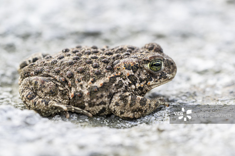 花背蟾蜍图片素材