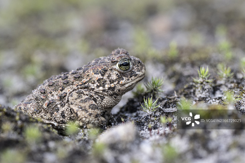花背蟾蜍图片素材