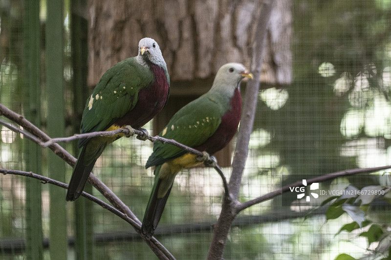 紫胸果鸠图片素材
