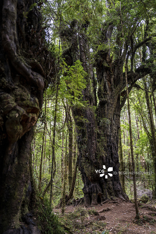 特普韦科公园，奇洛埃，智利，南美洲图片素材