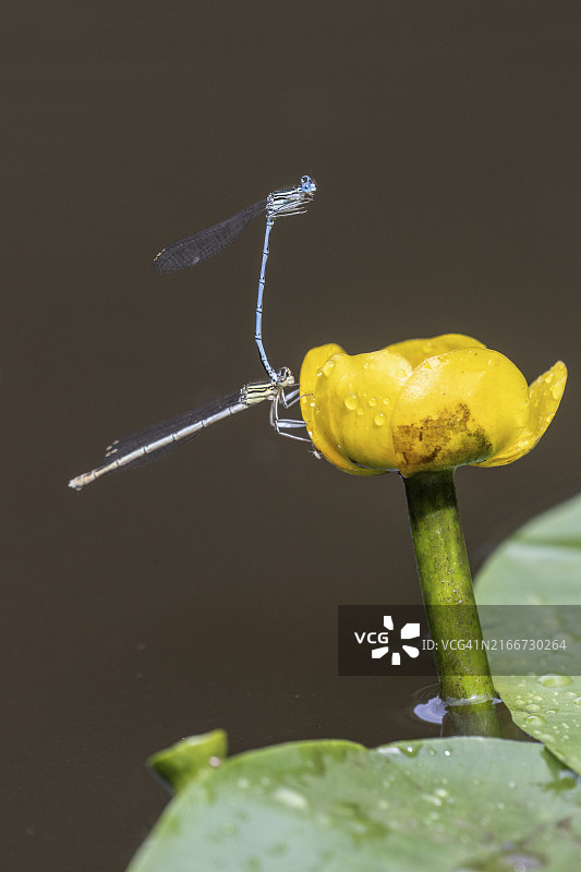 豆娘（Coenagrion puella）情侣在睡莲（Nuphar lutea）上，德国下萨克森州图片素材