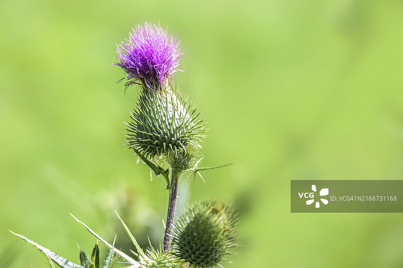 粉色蓟花特写，绿色背景图片素材