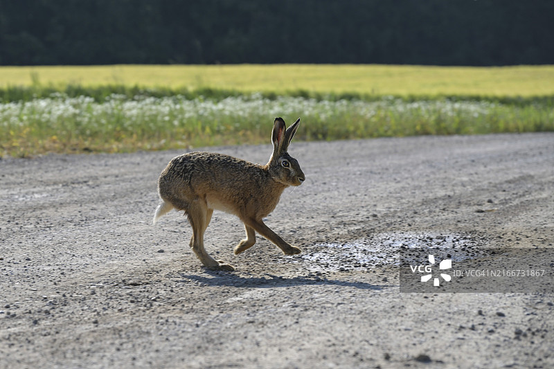 在田野旁乡村小路上奔跑的野兔（欧洲野兔），农业景观中的野生动物，留白，焦点选择，动态模糊图片素材