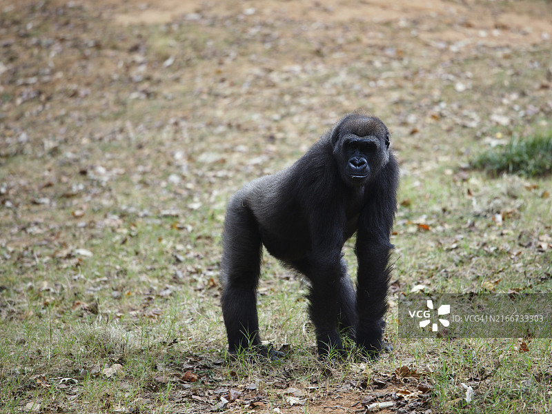 动物园里的黑猩猩图片素材
