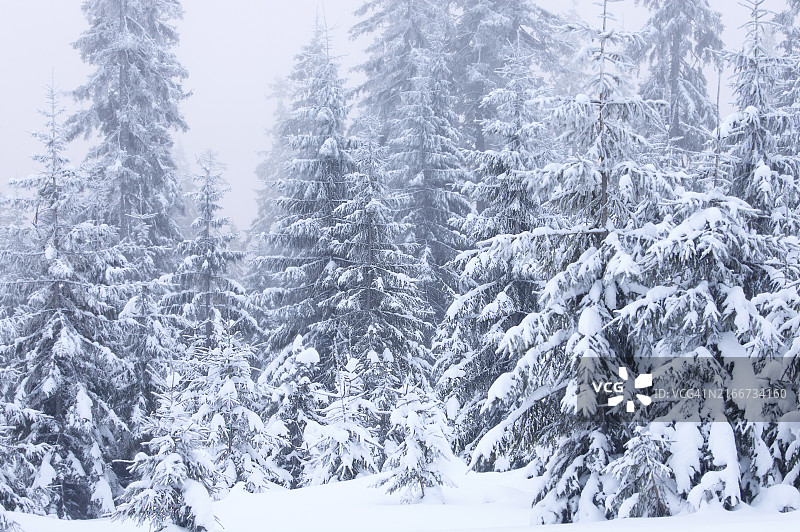 暴风雪天气中的冬季杉树图片素材