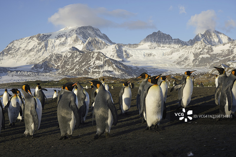 南乔治亚岛圣安德鲁斯湾图片素材