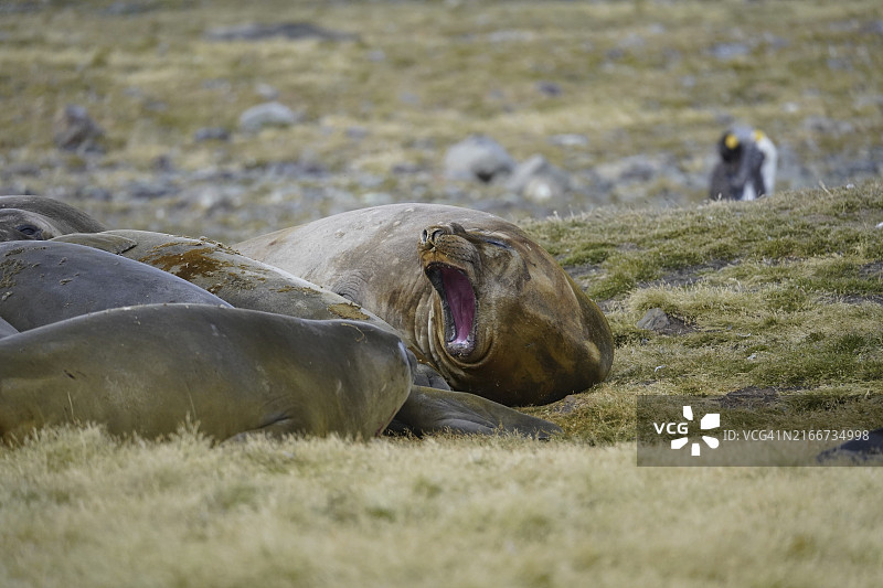 南乔治亚圣安德鲁斯湾的象海豹图片素材