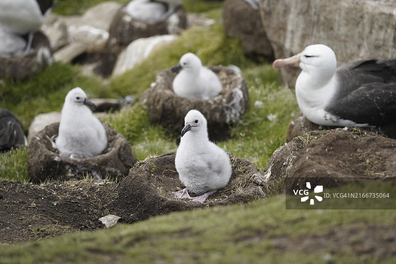 马尔维纳斯群岛（福克兰群岛）图片素材