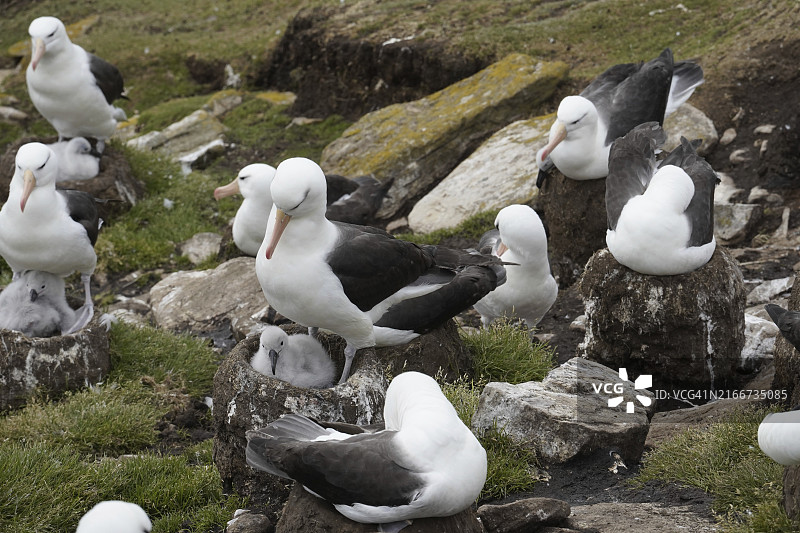 马尔维纳斯群岛（福克兰群岛）图片素材