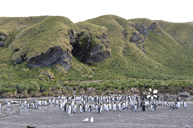 南乔治亚岛黄金港的王企鹅群图片素材