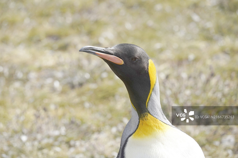 南乔治亚岛圣安德鲁斯湾的王企鹅图片素材