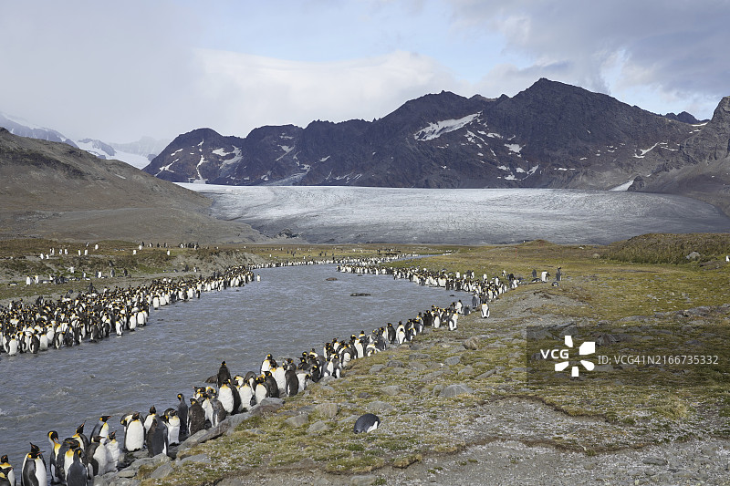 南乔治亚岛圣安德鲁斯湾图片素材