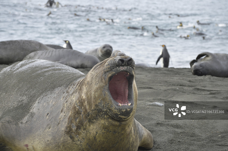 象海豹，金港，南乔治亚岛图片素材