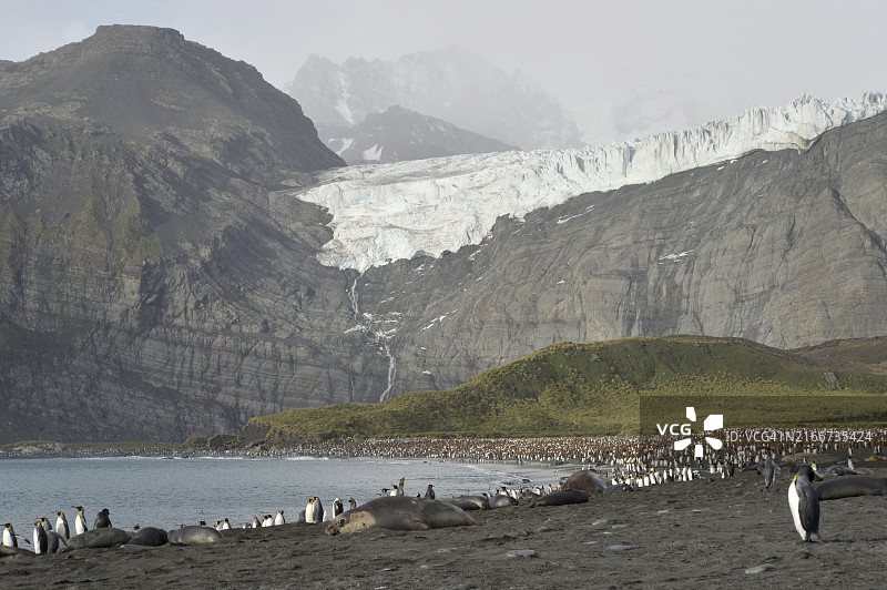 南乔治亚岛黄金港图片素材