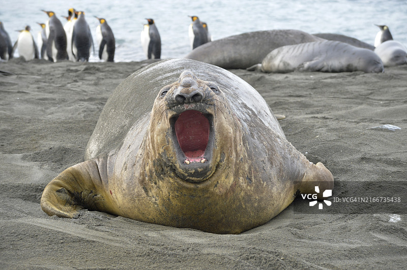 象海豹，金港，南乔治亚岛图片素材