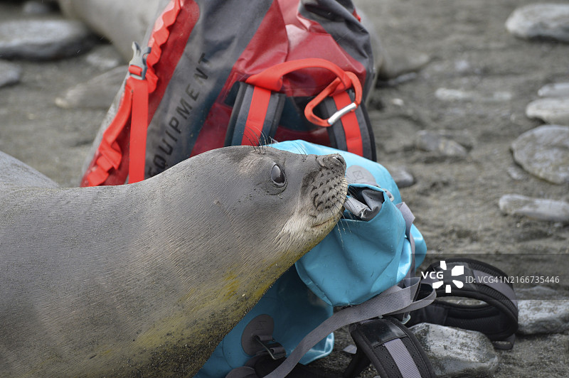 好奇的海象宝宝，南乔治亚州黄金港图片素材