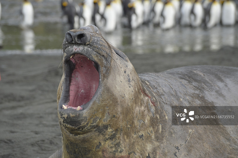 象海豹，金港，南乔治亚岛图片素材