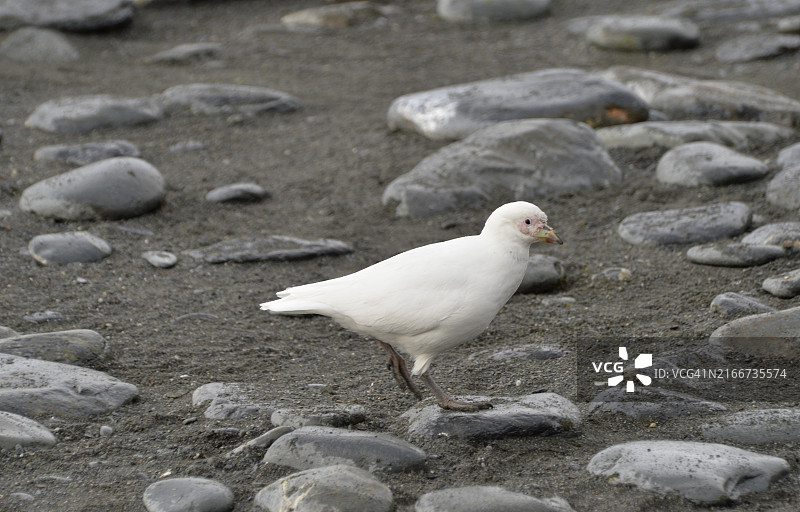 南极贼鸥，南乔治亚岛黄金港图片素材