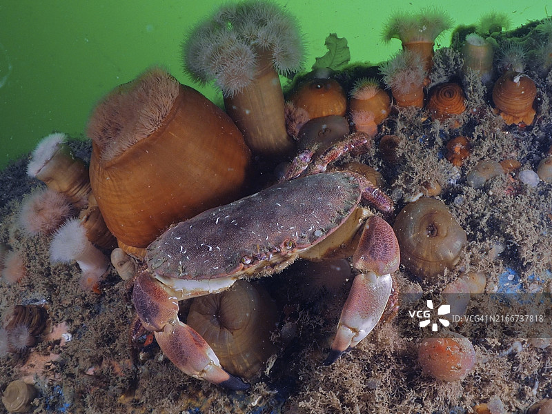 海藻和羽毛状海葵环绕下的食用蟹图片素材