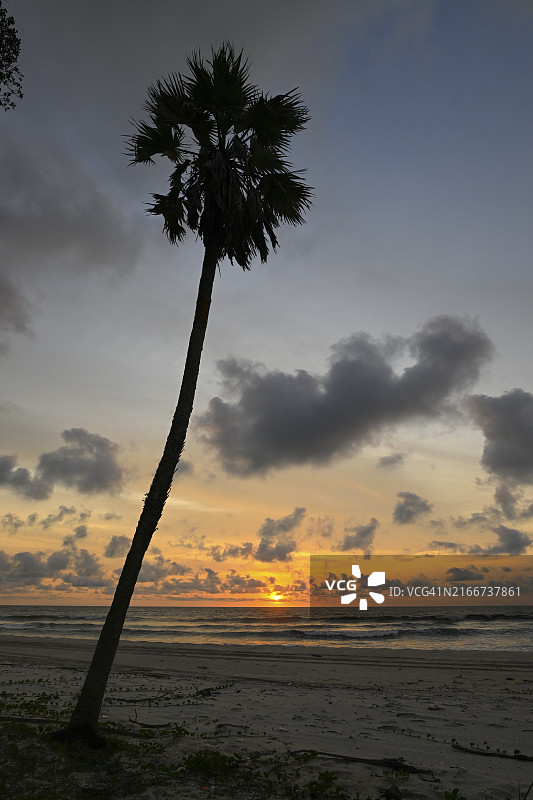 洛安果国家公园日落时的棕榈树图片素材