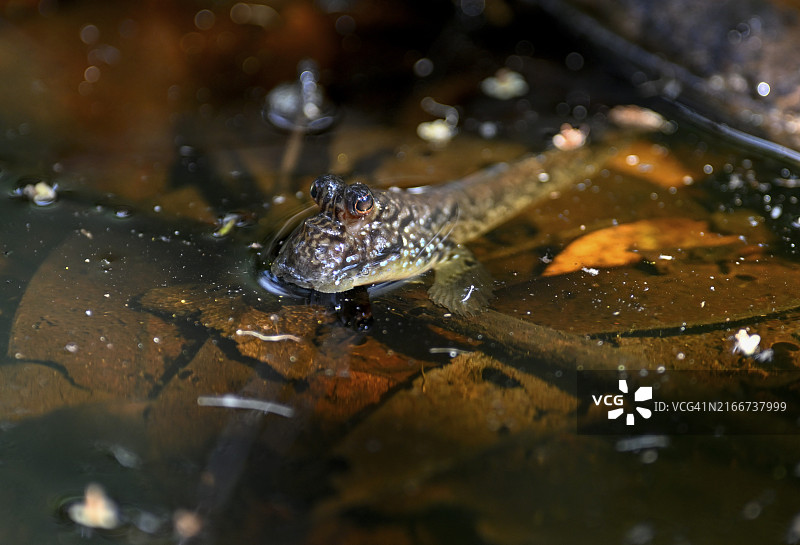 大西洋弹涂鱼，洛安果国家公园，加蓬图片素材