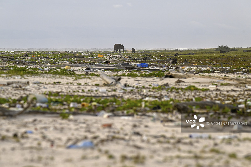非洲森林象（非洲小圆耳象）在洛安果国家公园的海滩上翻找塑料垃圾图片素材