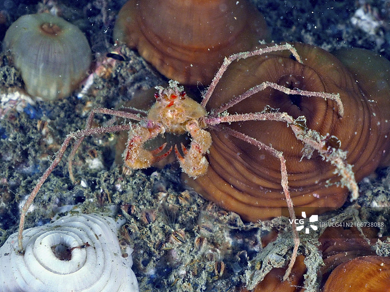 水下礁石上的一只长腿蝎子蟹图片素材