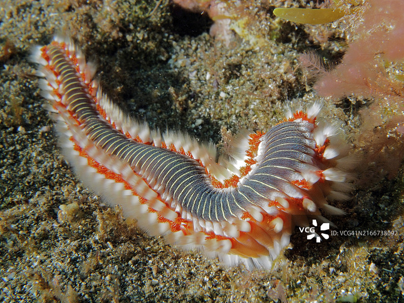 海底的彩色火刺虫图片素材