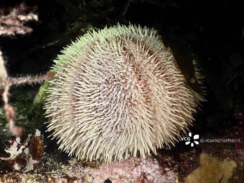 海床上多刺的欧洲食用海胆图片素材