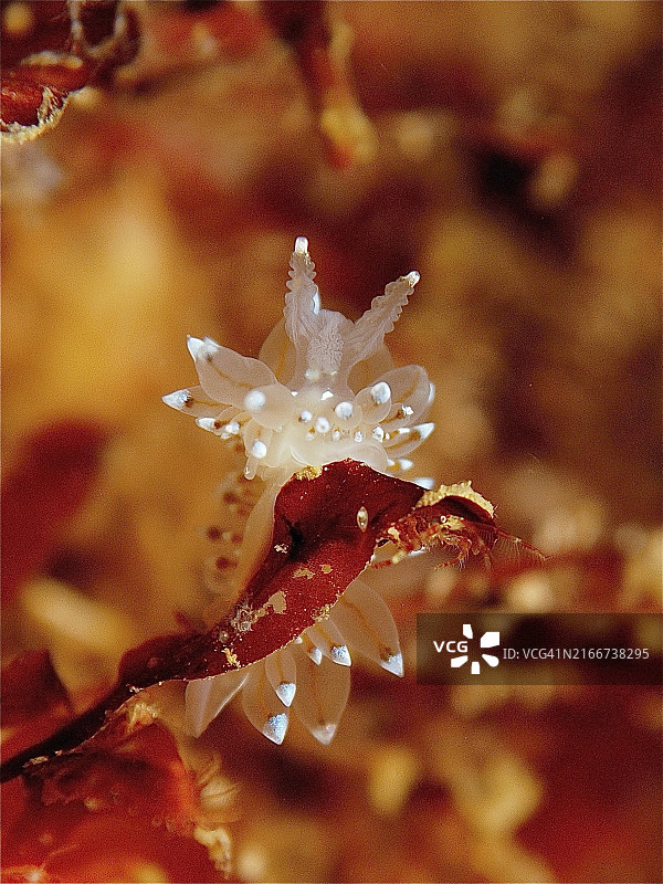 北大西洋爱尔兰丁格尔半岛棕色海藻上的白色条纹厚嘴海蛞蝓微距镜头图片素材