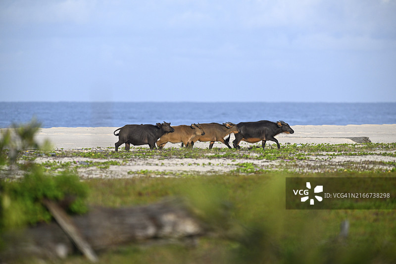 非洲森林水牛（侏水牛）在海滩上，加蓬洛安果国家公园图片素材
