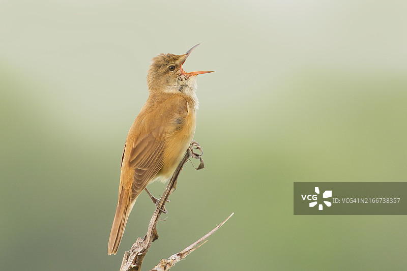 大苇莺在歌唱台上鸣叫，奥地利布尔根兰州Neusiedl湖图片素材