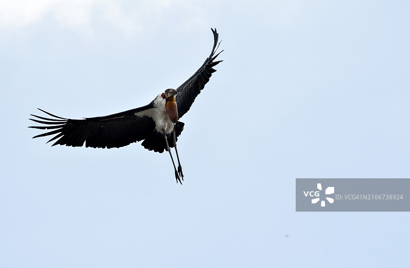 在大型垃圾场的大秃鹳图片素材