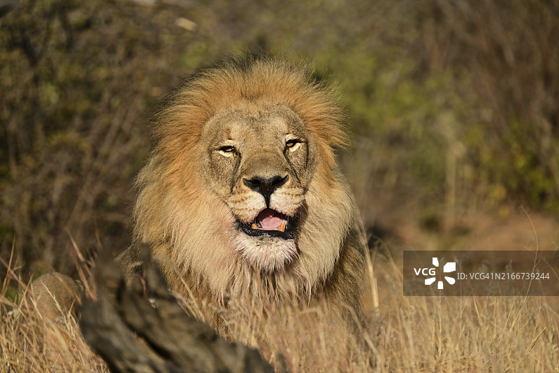 非洲纳米比亚奥康吉马猎物农场：躺在稀树草原高草中的雄狮图片素材