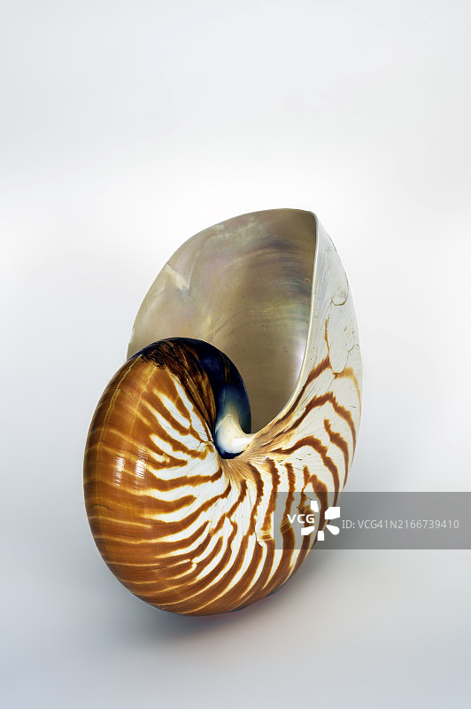 鹦鹉螺图片素材