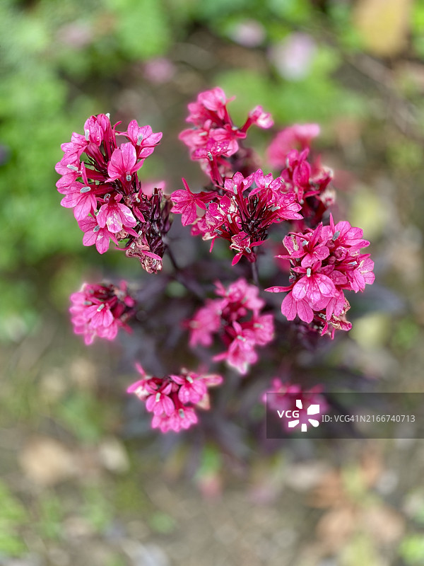盛开的粉色半边莲特写图片素材