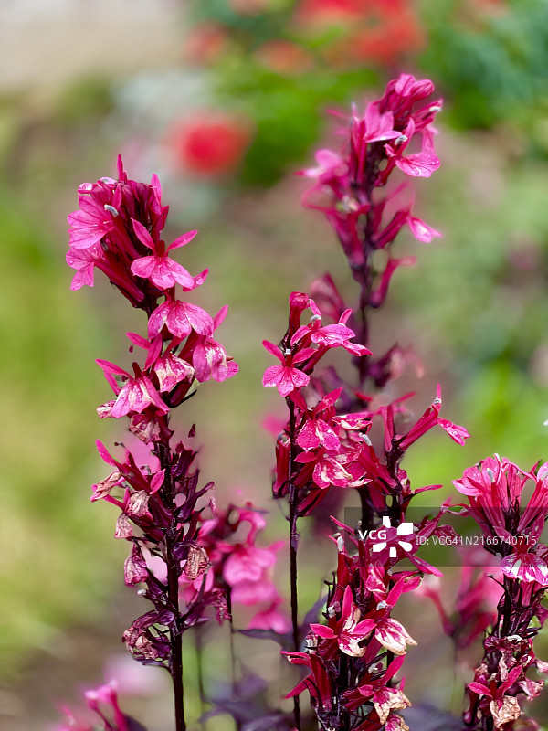 盛开的粉色半边莲特写图片素材